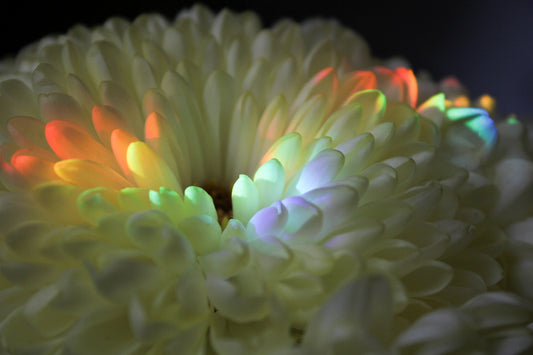 Somatic Release & Aura Cleanse